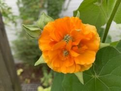 ABUTILON GRANDIFOLIUM