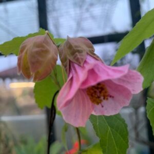 ABUTILON MEGAPOTAMICUM PINK CHARM