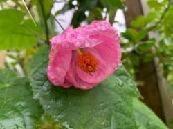 ABUTILON ROSALIE