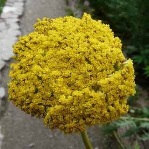 ACHILLEA GALBENA (COADA SORICELULUI)