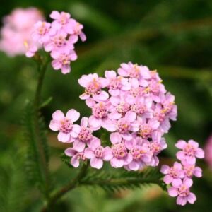 ACHILLEA ROZ (COADA SORICELULUI)