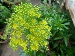 AEONIUM ARBOREUM