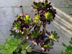AEONIUM ARBOREUM ATROPURPUREA