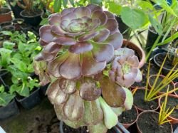 AEONIUM ARBOREUM VELOURS