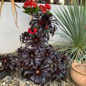 AEONIUM BLACKCOP