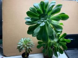AEONIUM ESCOBARII