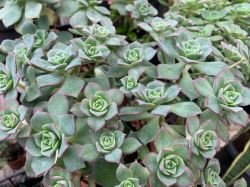 AEONIUM HAWORTHII