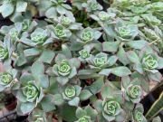 AEONIUM HAWORTHII - imagine 2