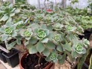 AEONIUM HAWORTHII - imagine 3