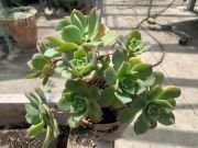 AEONIUM HAWORTHII - imagine 4