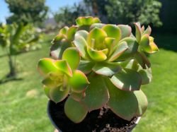 AEONIUM KIWI