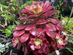 AEONIUM PINK WITCH