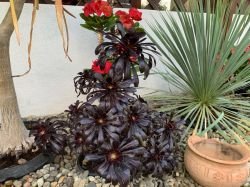 AEONIUM ZWARTCOP