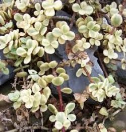 AFRA PORTULACARIA
