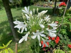 AGAPANTHUS AFRICANUS ALB