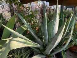 AGAVE AMERICANA