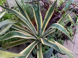 AGAVE AMERICANA VARIEGATA