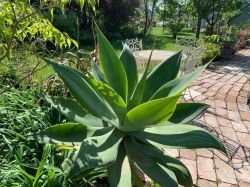 AGAVE ATTENUATA