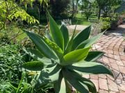 AGAVE ATTENUATA - imagine 2