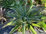 AGAVE DESMETIANA VARIEGATE