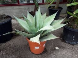 AGAVE OVATIFOLIA