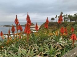 ALOE ARBORESCENS (KRANTZ ALOE)