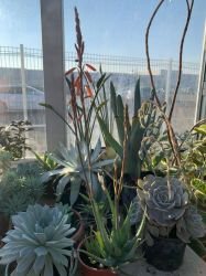 ALOE BLUE ELF