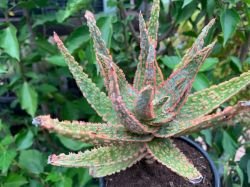 ALOE "CHRISTMAS CAROL"