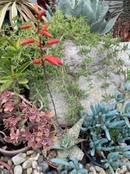 ALOE DORAN BLACK