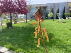 ALOE NOBILIS