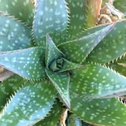 ALOE SAPONARIA