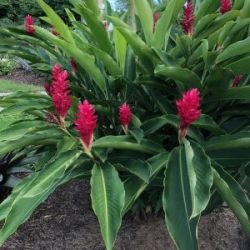 ALPINIA PURPURATA