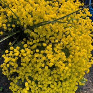 ALYSSUM SAXATILE