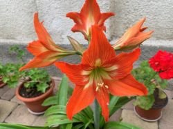 AMARYLLIS