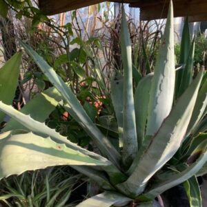 AMERICAN AGAVE