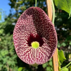 ARISTOLOCHIA LITORALIS