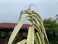 ARUNDO DONAX "PEPPERMINT STICK"