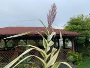ARUNDO DONAX "PEPPERMINT STICK" - imagine 3