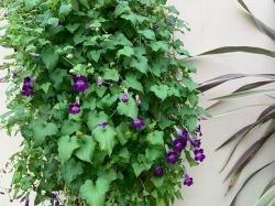 ASARINA SCANDENS-MOV