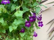 ASARINA SCANDENS-MOV - imagine 3