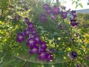 ASARINA SCANDENS-MOV - imagine 4