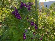 ASARINA SCANDENS-MOV - imagine 5