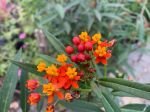 ASCLEPIAS CURRASAVICA - imagine 2