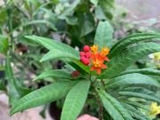 ASCLEPIAS CURRASAVICA - imagine 3