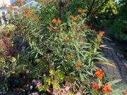 ASCLEPIAS CURRASAVICA - imagine 4