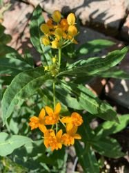 ASCLEPIAS TUBEROSA