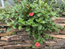 BARLERIA ROSEA