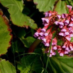 BERGENIA ROZ