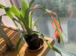 BILLBERGIA NUTANS