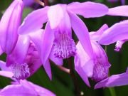 BLETILLA YOKOHAMA KATE - imagine 3